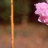 Rhododendron mucronulatum, flowers