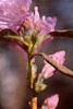 Rhododendron mucronulatum, flowers