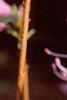 Rhododendron mucronulatum, flowers