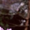 Rhododendron mucronulatum, flowers