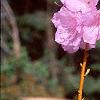 Rhododendron mucronulatum, flowers