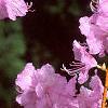 Rhododendron mucronulatum, flowers