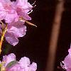 Rhododendron mucronulatum, flowers