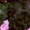Rhododendron mucronulatum, flowers