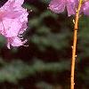 Rhododendron mucronulatum, flowers