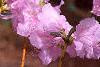 Rhododendron mucronulatum, flowers