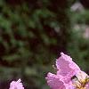 Rhododendron mucronulatum, flowers