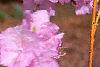 Rhododendron mucronulatum, flowers