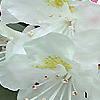 Rhododendron maximum, flowers