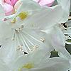 Rhododendron maximum, flowers