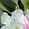 Rhododendron maximum, flowers