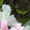 Rhododendron maximum, flowers