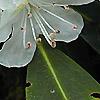 Rhododendron maximum, flowers