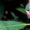Rhododendron maximum, flowers