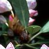 Rhododendron maximum, flowers