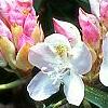 Rhododendron maximum, flowers