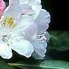Rhododendron maximum, flowers