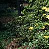 Rhododendron 'Narcissiflora', habit