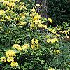 Rhododendron 'Narcissiflora', habit