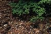 Rhododendron 'Narcissiflora', habit