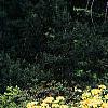 Rhododendron 'Narcissiflora', habit