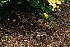 Rhododendron 'Narcissiflora', habit