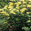 Rhododendron 'Narcissiflora', habit