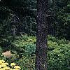Rhododendron 'Narcissiflora', habit