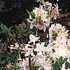 Rhododendron 'White Lights', habit