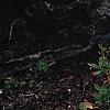 Rhododendron 'White Lights', habit