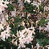 Rhododendron 'White Lights', habit