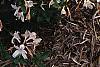 Rhododendron 'White Lights', habit