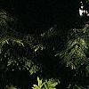 Rhododendron 'White Lights', habit