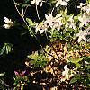 Rhododendron 'White Lights', habit