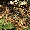 Rhododendron 'White Lights', habit