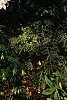 Rhododendron 'White Lights', habit