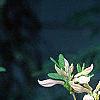 Rhododendron 'White Lights', flowers