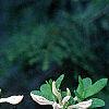 Rhododendron 'White Lights', flowers