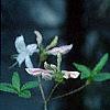 Rhododendron 'White Lights', flowers