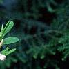 Rhododendron 'White Lights', flowers