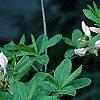 Rhododendron 'White Lights', flowers