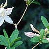 Rhododendron 'White Lights', flowers