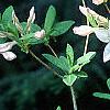 Rhododendron 'White Lights', flowers