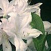 Rhododendron 'White Lights', flowers