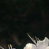 Rhododendron 'White Lights', flowers