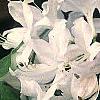 Rhododendron 'White Lights', flowers