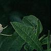 Rhododendron 'White Lights', flowers