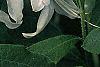 Rhododendron 'White Lights', flowers