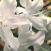 Rhododendron 'White Lights', flowers