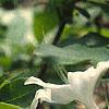 Rhododendron 'White Lights', flowers